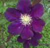 Violett Image