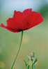 Red Poppy Flowers Picture Lowres Image