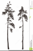 White Pine Tree Clipart Image