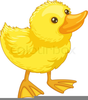 Yellow Duckling Clipart Image