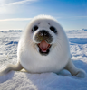 Harp Seal Image