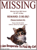 Lost Cat Poster Image