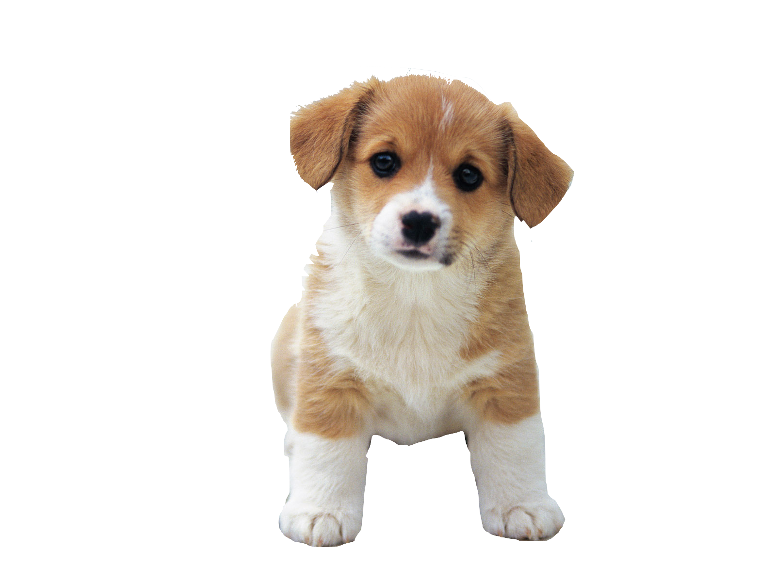 So Cute Puppies | Free Images at Clker.com - vector clip art online