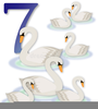 Swans A Swimming Clipart Image