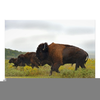 American Bison Running Image