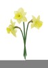 Daffodils Clipart Image