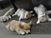 Corgi Puppy Sleeping Image