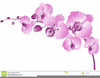 Purple Orchid Clipart Free Image