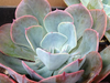 Echeveria Imbricata Cats Image