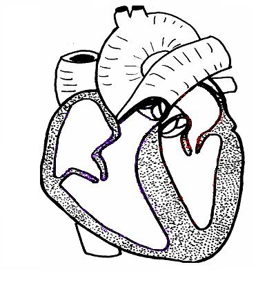 Human+heart+diagram+without+labels