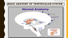 Germinal Matrix Anatomy Image