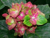 Pistachio Reblooming Hydrangea Image