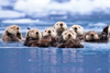 Sea Otters Clipart Image