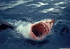 Killer Sharks Videos Image