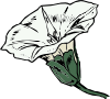 Bindweed Clip Art