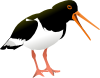 Oyster Catcher Bird Clip Art