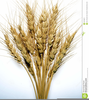 Wheat Stalk Clipart Free Image
