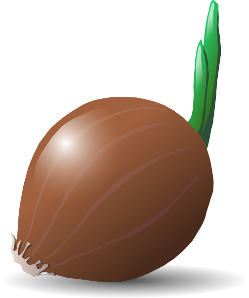 clipart of onion - photo #5