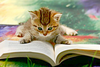 Cat On Book Clipart Image