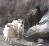 Pashmina Goat Images Image