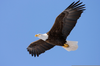 Eagle Of Freedom Clipart Image