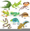 Cartoon Reptile Clipart Image
