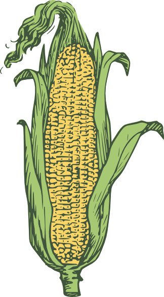 free clipart ear of corn - photo #7