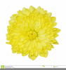 Chrysanthemum Clipart Image