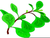 Rainforest Trees Clipart Image