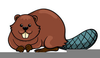 Free Clipart Of Beavers Image