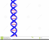 Double Helix Clipart Free Image