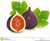 Figs Clipart Image