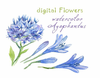 Clipart Lavender Flowers Image