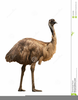 Free Clipart Emu Image