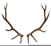 Clipart Elk Image