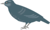 Starling Clip Art