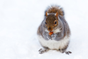 Squirrel In Snow Zjv Image