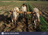 Rva Indian Farmer Ploughing Field With Bullocks Karnataka India Ce P T Image