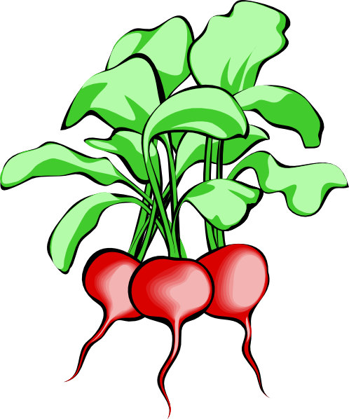 root vegetables clipart - photo #28