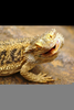 Cute Bearded Dragon Image