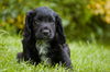 Black Spaniel Puppy Image