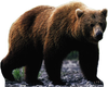 Grizzly Bear Image