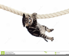 Hanging Cat Clipart Image