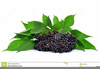 Elderberry Clipart Image