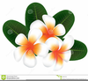 Plumeria Flower Clipart Image