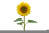 Sunflower Clipart Image