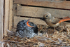 Zebra Birds Breeding Image