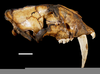 Smilodon Fossils Found Image