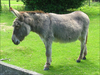 Miniature Donkey Clipart Image