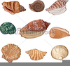 Animated Clipart Of Seashells Image
